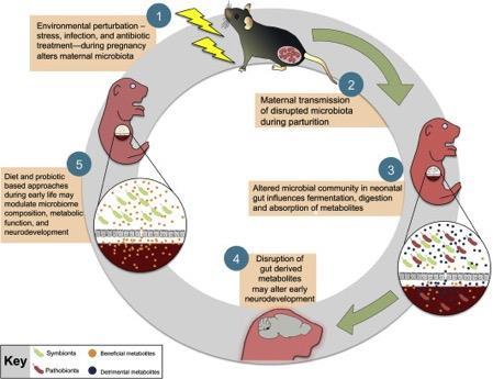 Proposed model for the role of maternal microbial transmission in early life