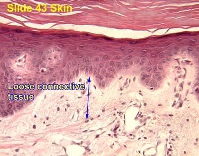49. Before hard tissue formation, all of the following participate in protecting the 3D shape of the crown except: Answer: exchange of substances between enamel organ and dental follicle 50.