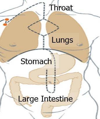 Internal Pathway of the Lung Channel o Originates from the stomach region (the middle jiao/burner) o Descends and connects with the Large Intestine o Ascends past the stomach and
