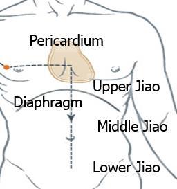 o Originates in the chest o Connects with the Pericardium o Descends through the diaphragm o Connects with the upper, middle, and lower jiao to the abdomen o One branch emerges