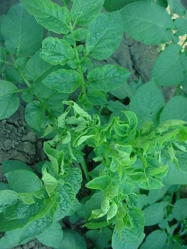Viral diseases and their management in potato production Ravinder Kumar Division of Plant Protection, CPRI, Shimla-171001 (H.P.) The potato (Solanum tuberosum L.) is an important crop worldwide.