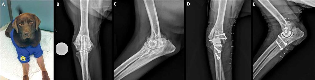 with severe coxofemoral osteoarthritis secondary to hip dysplasia. The associated inflammation and cartilage damage can lead to considerable pain and disability (Rausch-Derra et al, 2015).