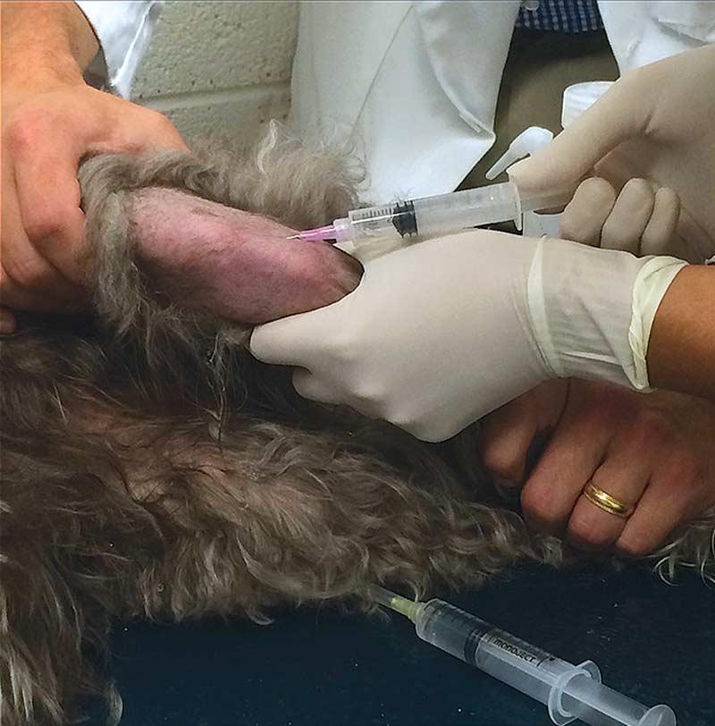 Figure 4. Photograph showing arthrocentesis of the left stifle of a labradoodle being performed using aseptic technique to confirm positioning within the joint space prior to intraarticular injection.