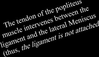 The lateral collateral ligament is cordlike and is attached above to the