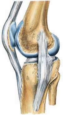 The medial collateral ligament is a flat band and is
