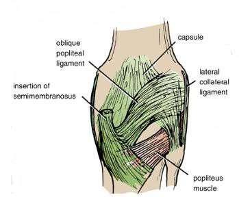 po The oblique popliteal ligament Is a tendinous expansion derived from