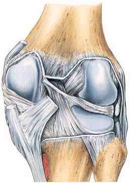 Posterior Cruciate Ligament Is attached to the posterior intercondylar area of the tibia and passes upward, forward, and medially to be attached to the anterior part of the lateral surface of the