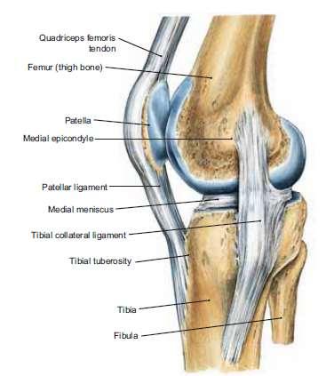 Locking mechanism When standing, the knee joint is 'locked' which reduces the amount of muscle work needed to maintain the standing position The locking mechanism is achieved by medial rotation of