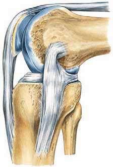 Before flexion of the knee joint can occur, it is essential that the major ligaments be untwisted to permit movements between the joint surfaces.