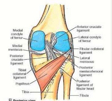 Popliteus Muscle plays a key role in the movements of the knee joint Origin: From the lateral surface of