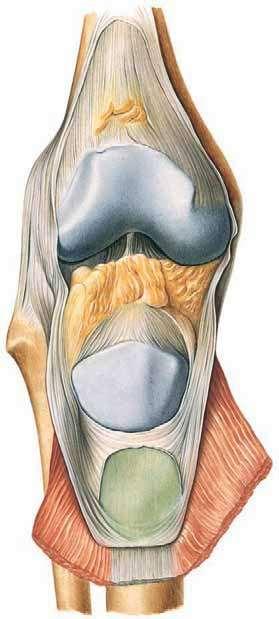 B- a gliding joint between the patella