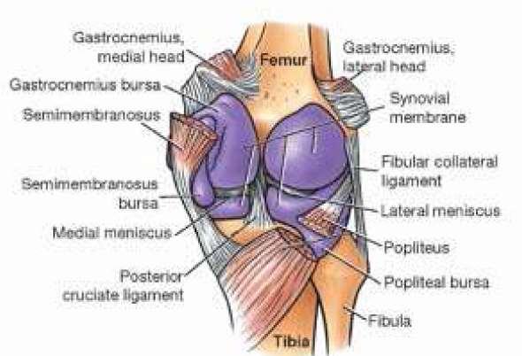 The popliteal bursa is found in association with the tendon of the