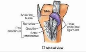 The remaining four bursae are found related to the tendon of insertion of the biceps femoris; related to the