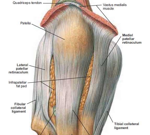 On each side of the patella, the capsule is strengthened by