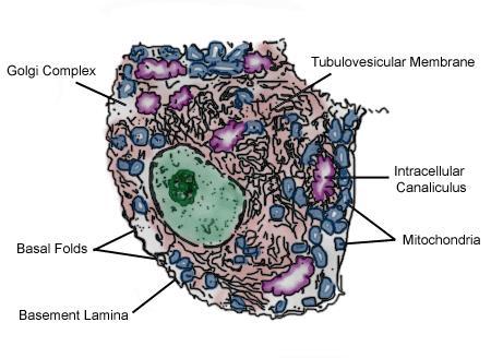 to lumen 11 Exocrine cells: Endocrine cells: Secrete into the lumen (secrete internally) Mucus cells Gcells chief