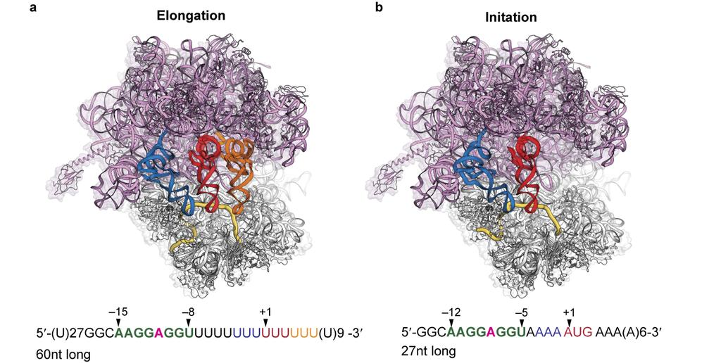 Supplementary Figures Supplementary Figure 1 The 70S elongation and initiation complexes. Top view of the 70S ribosome complex in (a) the elongation state and (b) the initiation state.