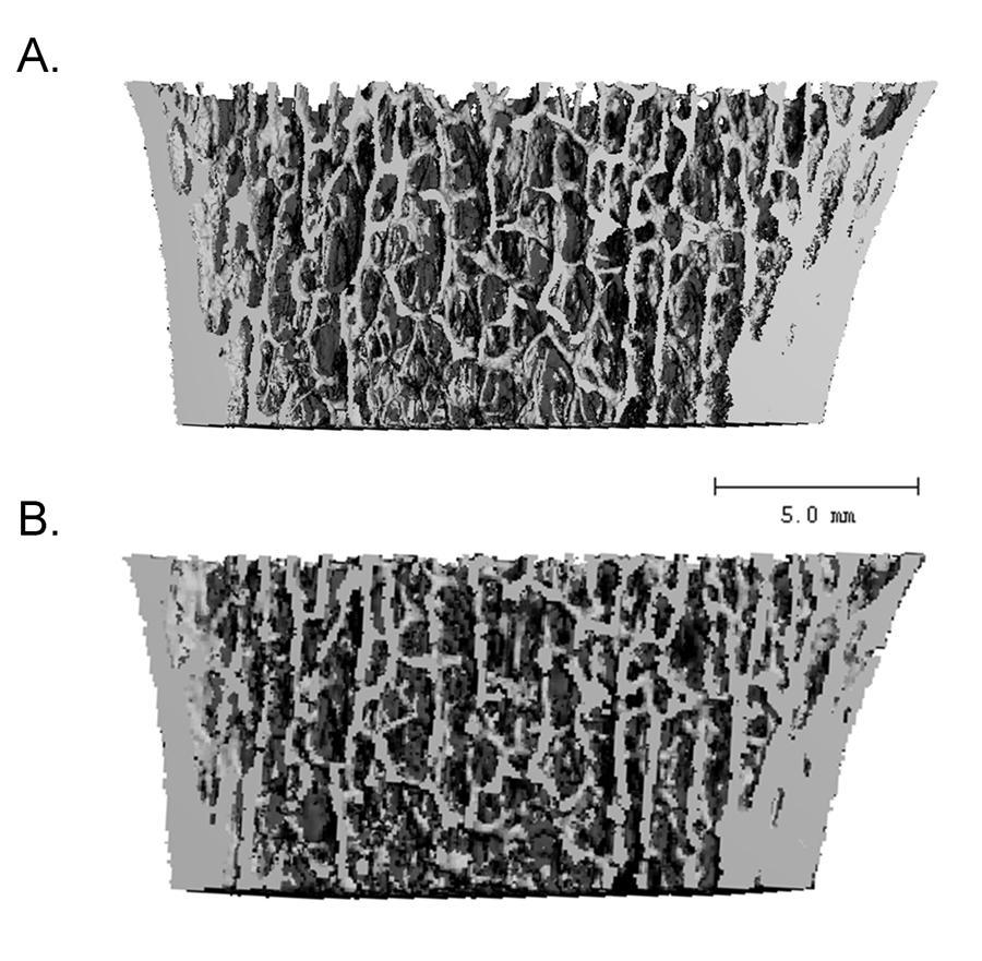 Figure 3.3: Three-dimensional images of the same region scanned with µct (A.) and HR-pQCT (B.) visually showing the resolution differences. The voxels sizes are 19µm and 82µm, respectively. For Ct.