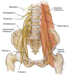 *Branches: Ilioinguinal N. L1 L2 Genitofemoral N. Lateral cutaneous N. of thigh L3 * Femoral N. (Posterior division) * Obturator N.(Anterior division) Sciatic N.