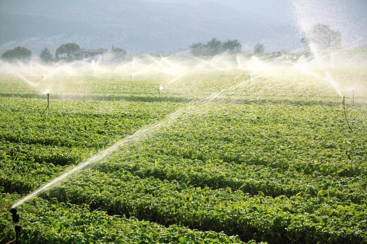 Figure 2. Irrigation of spinach crop. Federico Rostagno Most steps involved in food handling can result in possible exposure to a foodborne illness.