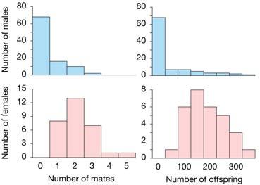 males have no mates and no offspring, but all females mate and reproduce.