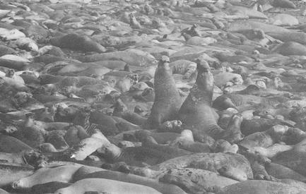 For example, female elephant seals need to haul out on safe beaches to give birth and nurse their