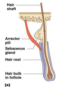 Associated Hair Structures Hair follicle Dermal and epidermal sheath surround hair