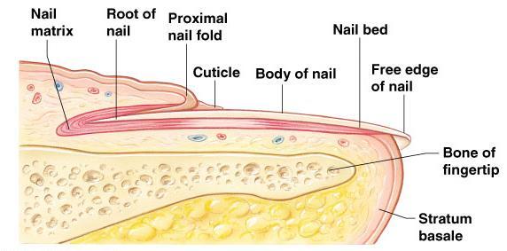 Nail Structures Free edge Body