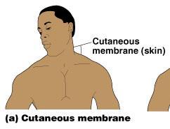 Cutaneous Membrane Cutaneous membrane = skin A dry membrane Outermost protective boundary Superficial epidermis