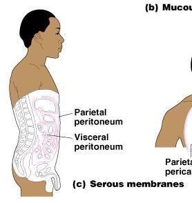 Serous Membranes Surface simple squamous epithelium Underlying areolar connective tissue Lines open body