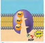 high level binding site Step 2: ATP
