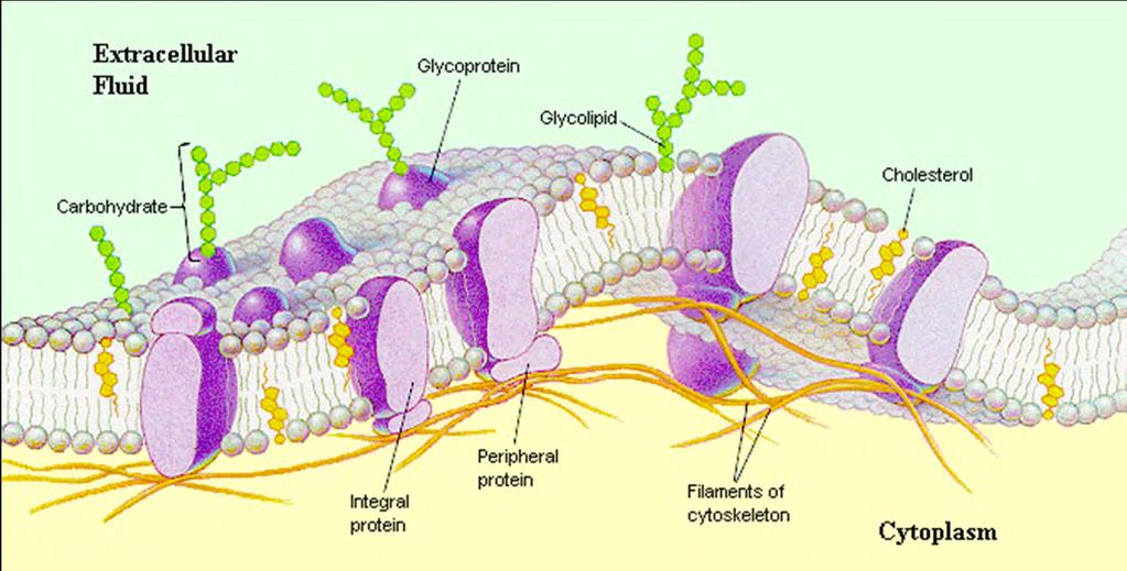 FLUID MOSAIC MODEL USED TO DESCRIBE THE CELL MEMBRANE THE LIPID BILAYER (aka: Cell Membrane) BEHAVES MORE LIKE A