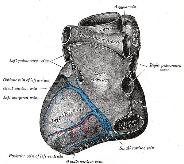 anatomy for CRT: