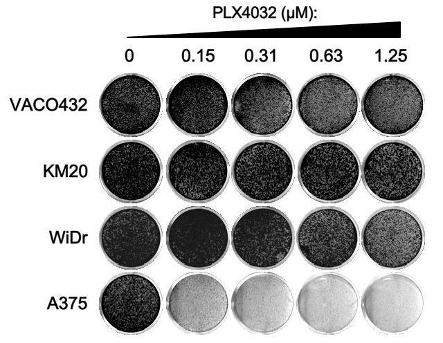 BRAF V600E mutant CRC cell lines are also less responsive to PLX4032 than melanomas having