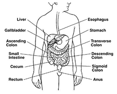 The colon and rectum are part of the digestive system the organs in the body that break down food into energy and waste matter. After food is chewed and swallowed, it travels to the stomach.