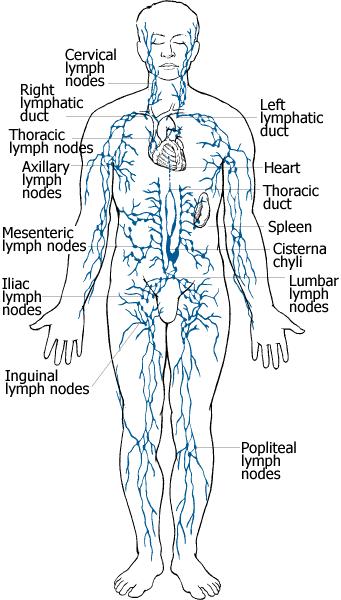 Lymphatic System Organization Lymphatic Fluid