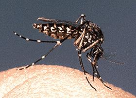 West Nile virus Human Disease People get West Nile virus through the bite of an infected mosquito.