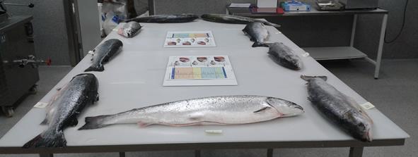 2.1.1 Sample Preparation Atlantic salmon farmed at Silfurstjarnan Oxarfirdi, was acquired through a supplier.
