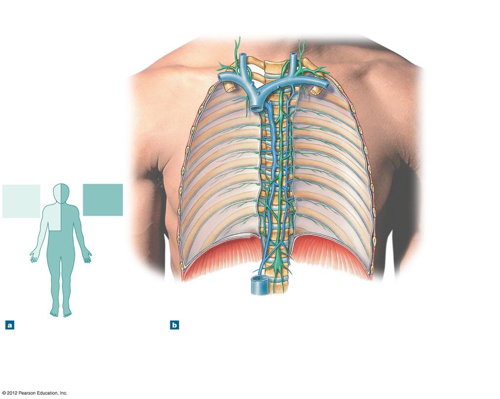 Figure 22-4 The Relationship between the Lymphatic Ducts and the Venous System Right internal jugular vein Right jugular trunk Right lymphatic duct Right subclavian trunk Right subclavian vein Right