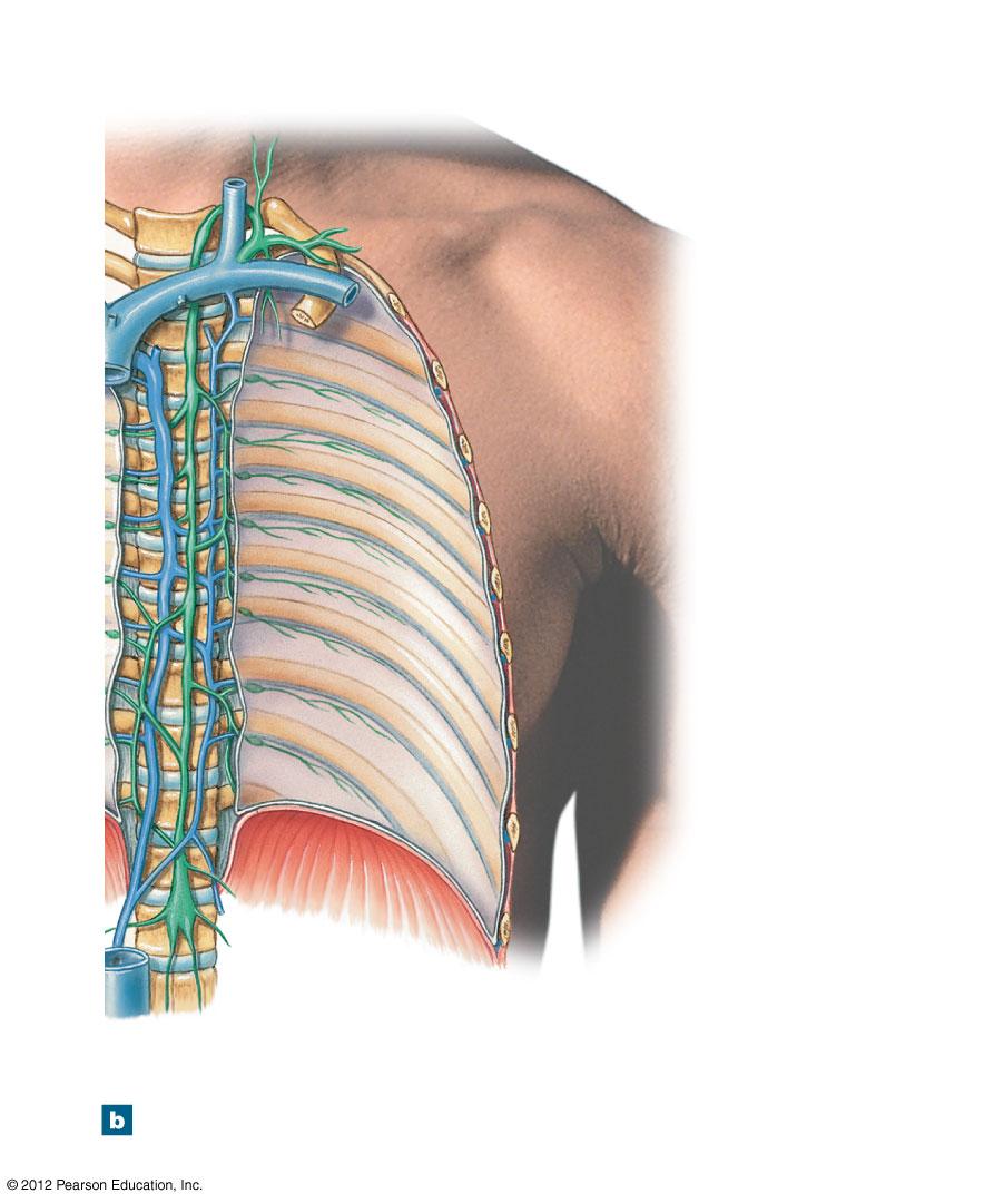 Figure 22-4b The Relationship between the Lymphatic Ducts and the Venous System (Part 2 of 2) Brachiocephalic veins Left internal jugular vein Left jugular trunk Thoracic duct Left subclavian trunk
