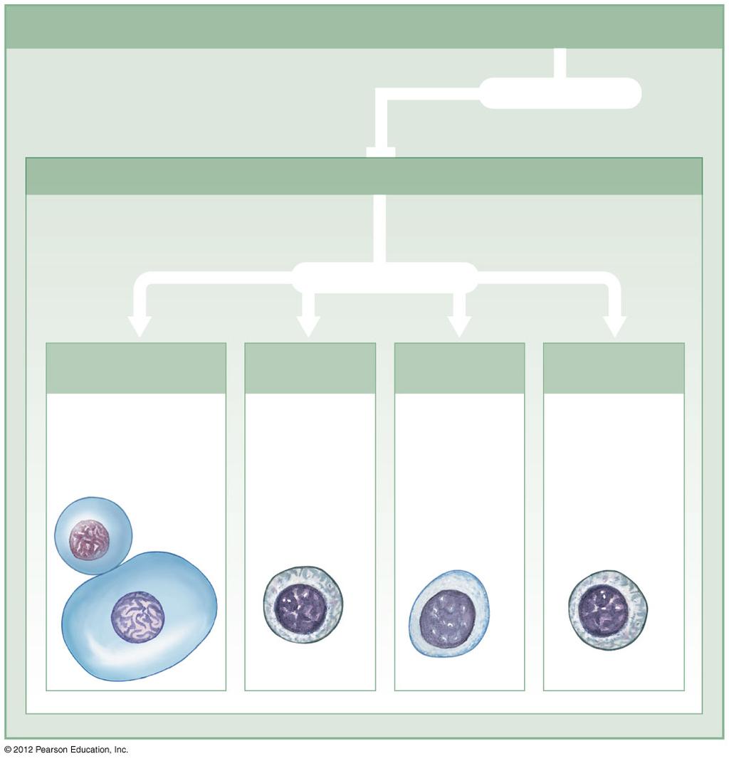Figure 22-5 Classes of Lymphocytes (Part 1 of 2) Classes of Lymphocytes subdivided into T Cells Approximately 80% of circulating lymphocytes are classified as T cells.