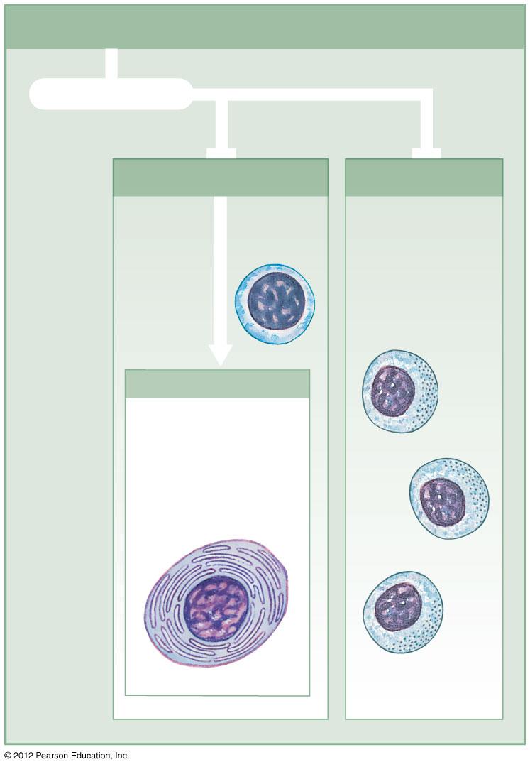 Figure 22-5 Classes of Lymphocytes (Part 2 of 2) Classes of Lymphocytes subdivided into B Cells B cells make up 10-15% of circulating lymphocytes.