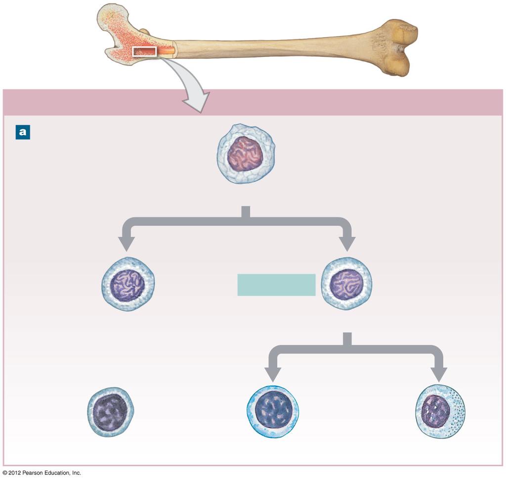 Figure 22-6a The Derivation and Distribution of Lymphocytes Red Bone Marrow One group of lymphoid stem cells remains in the bone marrow, producing daughter cells that mature into B
