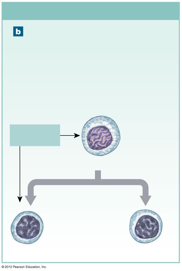 Figure 22-6b The Derivation and Distribution of Lymphocytes Thymus The second group of lymphoid stem cells migrates to the thymus, where subsequent divisions