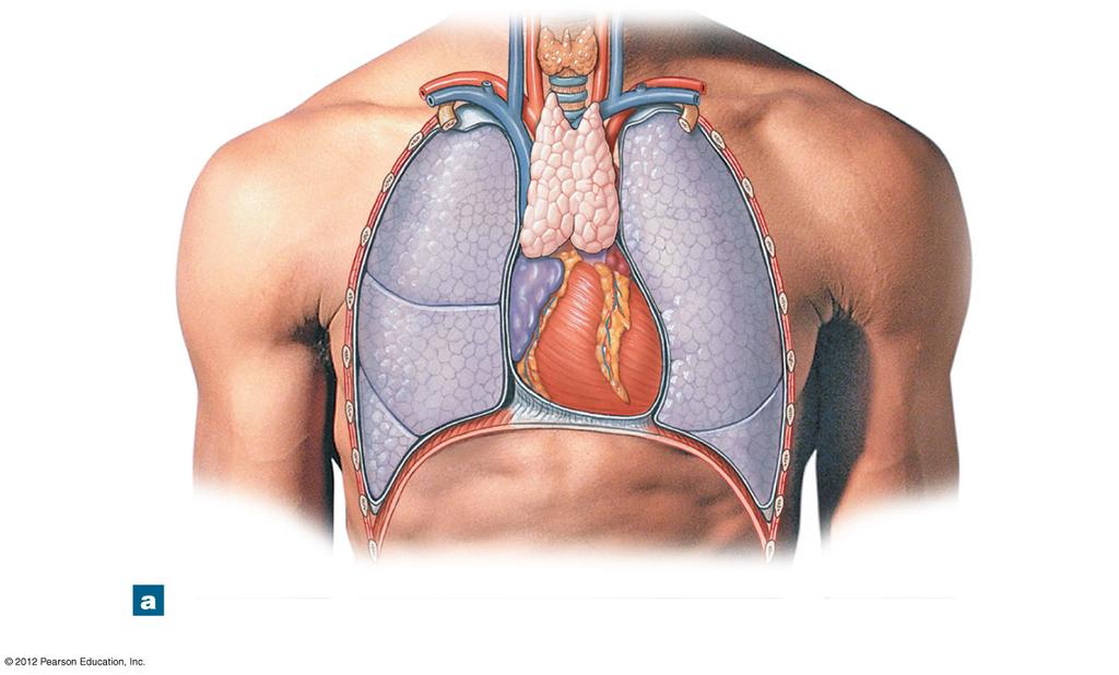 Figure 22-9a The Thymus Thyroid gland Trachea THYMUS Right lobe Right lung Left lung Left lobe