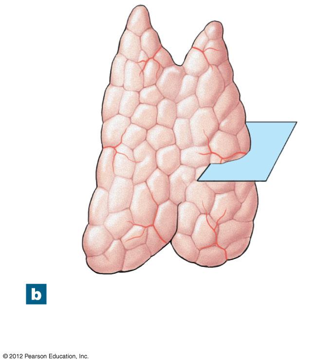 Figure 22-9b The Thymus Right lobe Left lobe