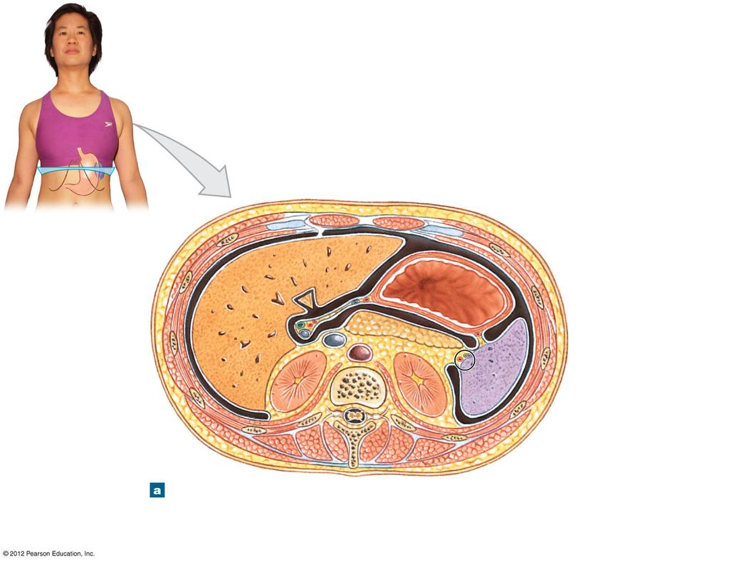 Figure 22-10a The Spleen Parietal peritoneum Spleen Rib Pancreas Aorta Liver Visceral peritoneum
