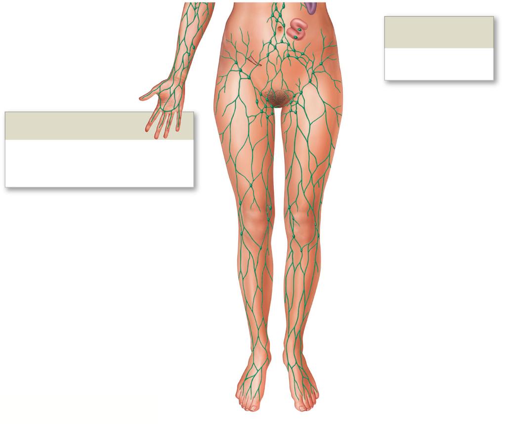Figure 22-1 An Overview of the Lymphatic