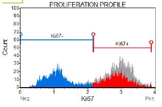 is absent in the resting G0 phase. This characteristic makes Ki67 a good marker for the identification of proliferating cells.