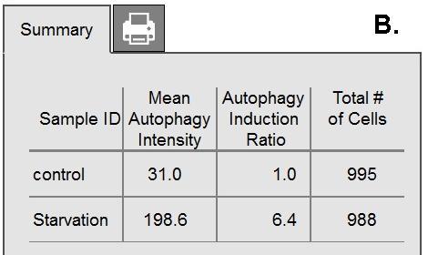 Autophagy 2 Assays 1) Muse Autophagy LC3-antibody based Kit (MCH200109) LC3 is a key protein indicated in autophagy which regulates traffic between autophagosome to lysosome.