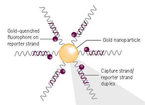 of a gold nanoparticle conjugated to multiple copies of a doublestranded oligonucleotide, in which one strand (the reporter strand ) bears a fluorophore that is quenched by its proximity to the gold